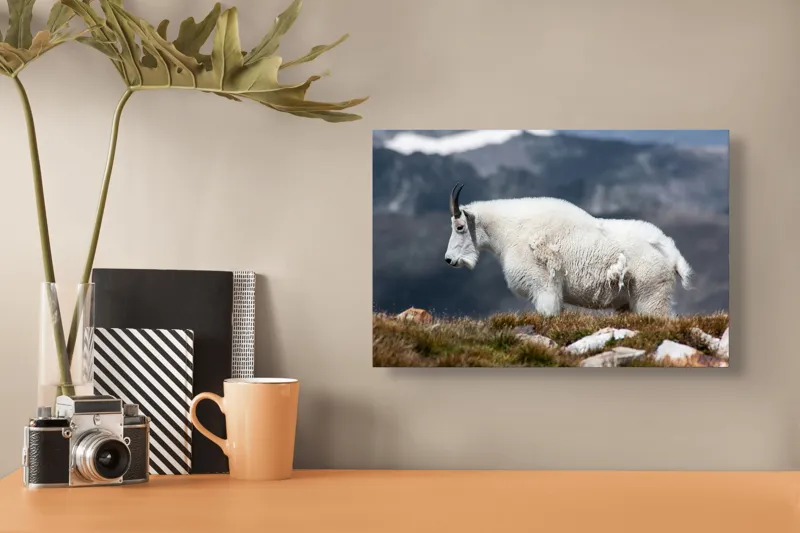 Tablou Canvas, "Un muntean solitar în vârf de lume", Nu pot să spun ce tip de animal este acesta., 39 x 26 cm – poza 3