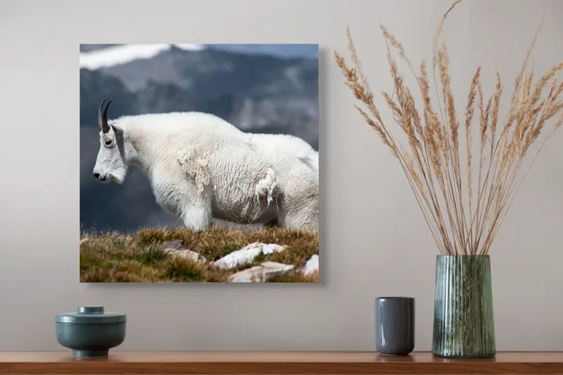 Tablou Canvas, "Un muntean solitar în vârf de lume", Nu pot să spun ce tip de animal este acesta., 50 x 50 cm – poza 4