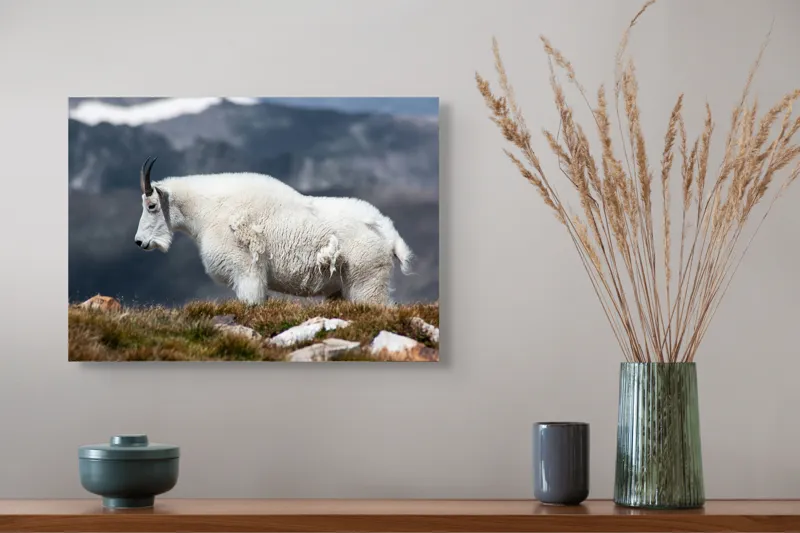 Tablou Canvas, "Un muntean solitar în vârf de lume", Nu pot să spun ce tip de animal este acesta., 54 x 39 cm – poza 4