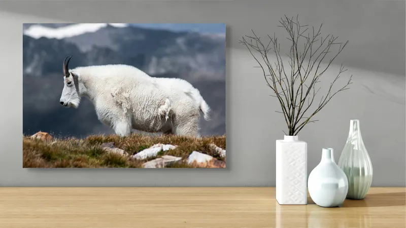 Tablou Canvas, "Un muntean solitar în vârf de lume", Nu pot să spun ce tip de animal este acesta., 70 x 50 cm – poza 3