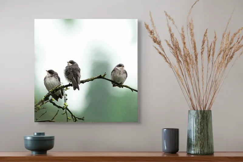 Tablou Canvas, "Trei păsări odihnindu-se pe ramură", Păsări, Ramură, Verde, Cer, Natură, Tranquilitate, Copaci, Pene, Speciale, Echilibru, 50 x 50 cm – poza 4