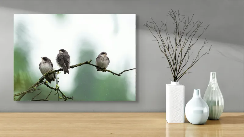 Tablou Canvas, "Trei păsări odihnindu-se pe ramură", Păsări, Ramură, Verde, Cer, Natură, Tranquilitate, Copaci, Pene, Speciale, Echilibru, 70 x 50 cm – poza 3