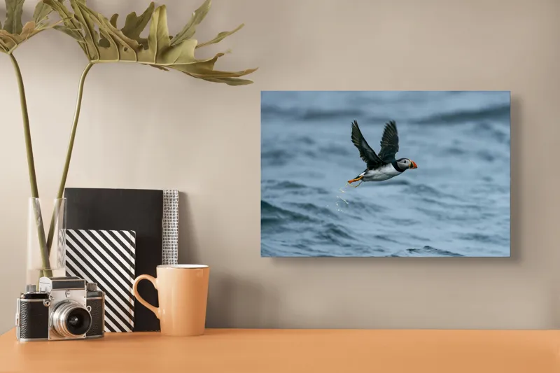 Tablou Canvas, "Zborul pufinului deasupra mării", Puffin, Zbor, Ocean, Pene, Aripi, Cer, Valuri, Natura, Libertate, Eleganta, 39 x 26 cm – poza 3