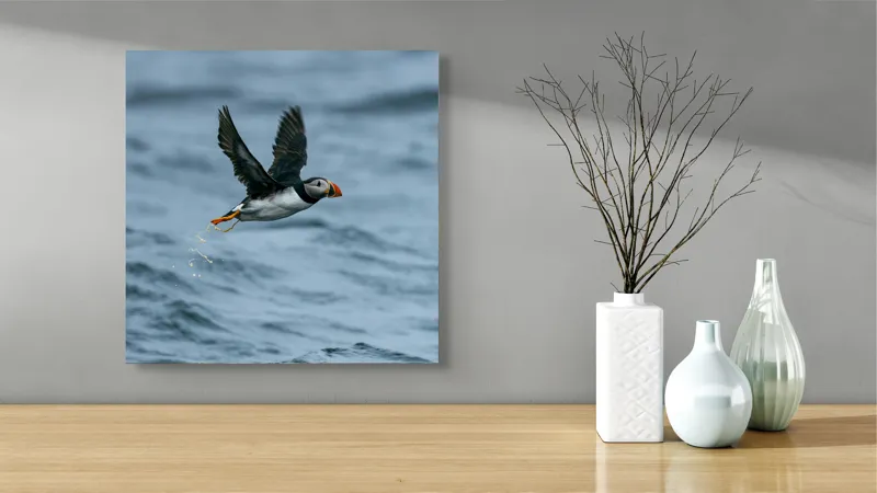 Tablou Canvas, "Zborul pufinului deasupra mării", Puffin, Zbor, Ocean, Pene, Aripi, Cer, Valuri, Natura, Libertate, Eleganta, 50 x 50 cm – poza 3
