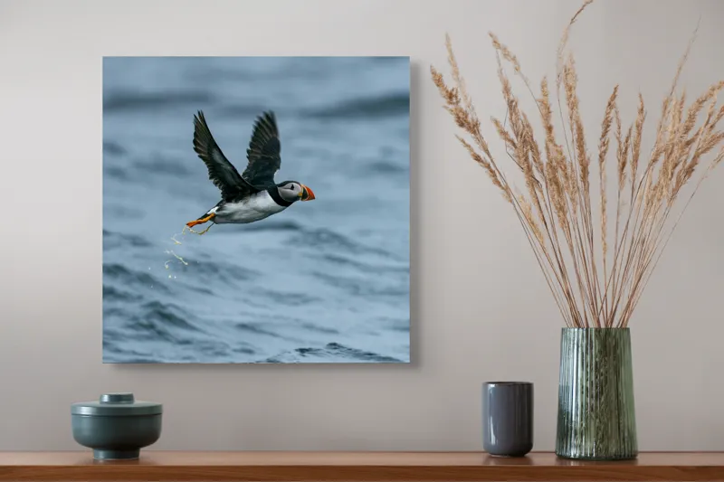 Tablou Canvas, "Zborul pufinului deasupra mării", Puffin, Zbor, Ocean, Pene, Aripi, Cer, Valuri, Natura, Libertate, Eleganta, 50 x 50 cm – poza 4
