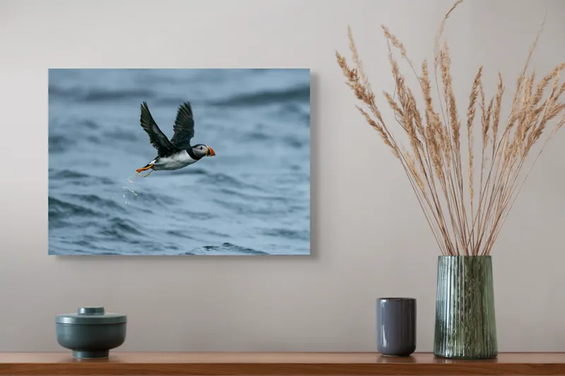 Tablou Canvas, "Zborul pufinului deasupra mării", Puffin, Zbor, Ocean, Pene, Aripi, Cer, Valuri, Natura, Libertate, Eleganta, 54 x 39 cm – poza 4