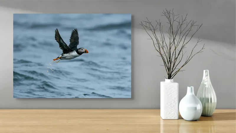 Tablou Canvas, "Zborul pufinului deasupra mării", Puffin, Zbor, Ocean, Pene, Aripi, Cer, Valuri, Natura, Libertate, Eleganta, 70 x 50 cm – poza 3