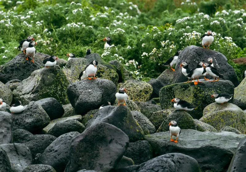 Tablou Canvas, "Colonie de puffini pe stânci verzi", Puffins, Stânci, Verdeață, Flori, Păsări, Ocean, Natură, Peisaj, Culoare, Viață., 100 x 70 cm – poza 2