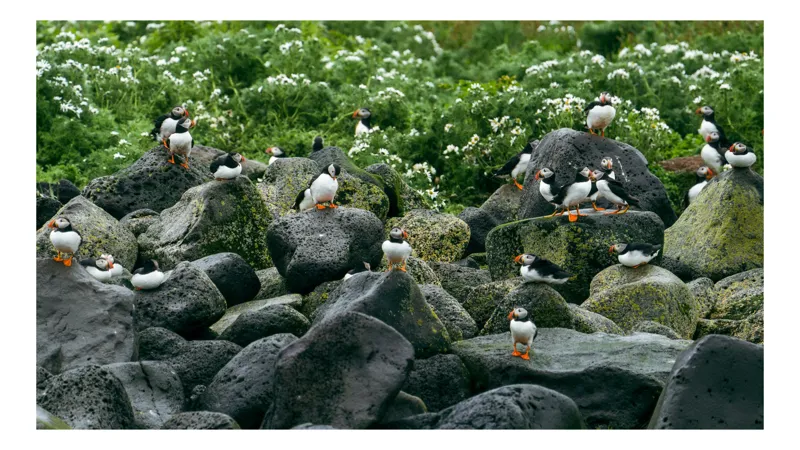 Tablou Canvas, "Colonie de puffini pe stânci verzi", Puffins, Stânci, Verdeață, Flori, Păsări, Ocean, Natură, Peisaj, Culoare, Viață., 54 x 39 cm