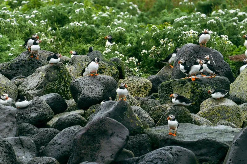 Tablou Canvas, "Colonie de puffini pe stânci verzi", Puffins, Stânci, Verdeață, Flori, Păsări, Ocean, Natură, Peisaj, Culoare, Viață., 39 x 26 cm – poza 2
