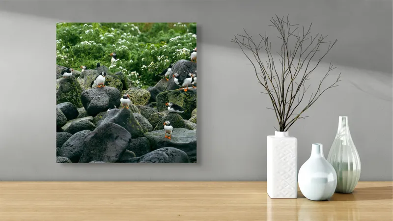 Tablou Canvas, "Colonie de puffini pe stânci verzi", Puffins, Stânci, Verdeață, Flori, Păsări, Ocean, Natură, Peisaj, Culoare, Viață., 50 x 50 cm – poza 3