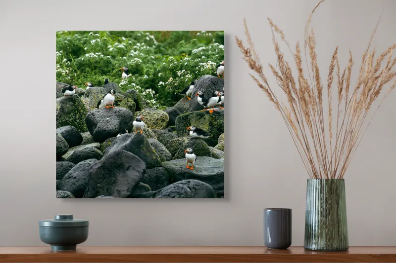 Tablou Canvas, "Colonie de puffini pe stânci verzi", Puffins, Stânci, Verdeață, Flori, Păsări, Ocean, Natură, Peisaj, Culoare, Viață., 50 x 50 cm – poza 4