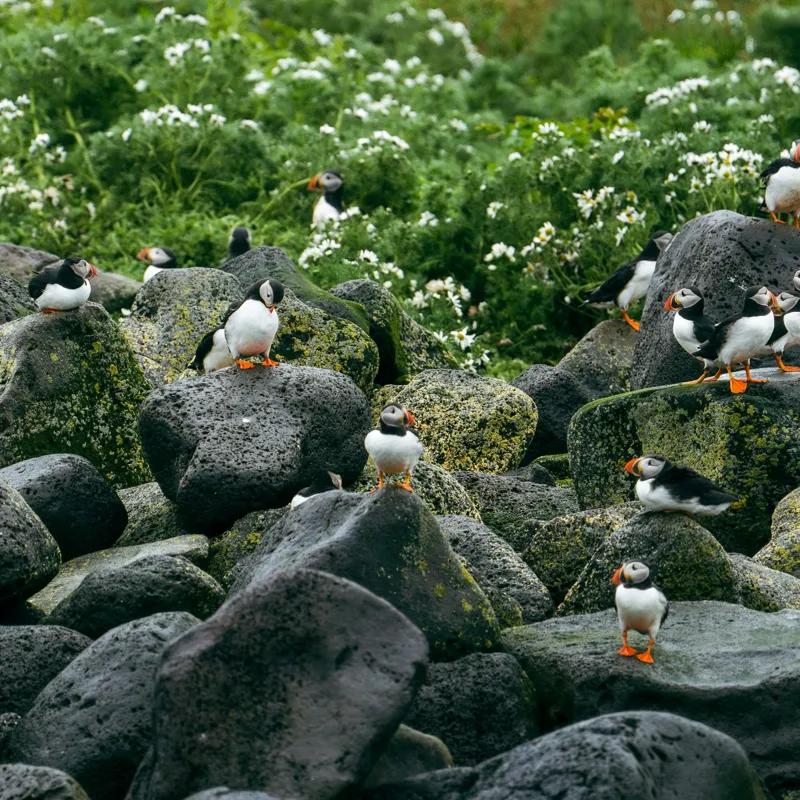 Tablou Canvas, "Colonie de puffini pe stânci verzi", Puffins, Stânci, Verdeață, Flori, Păsări, Ocean, Natură, Peisaj, Culoare, Viață., 50 x 50 cm – poza 2