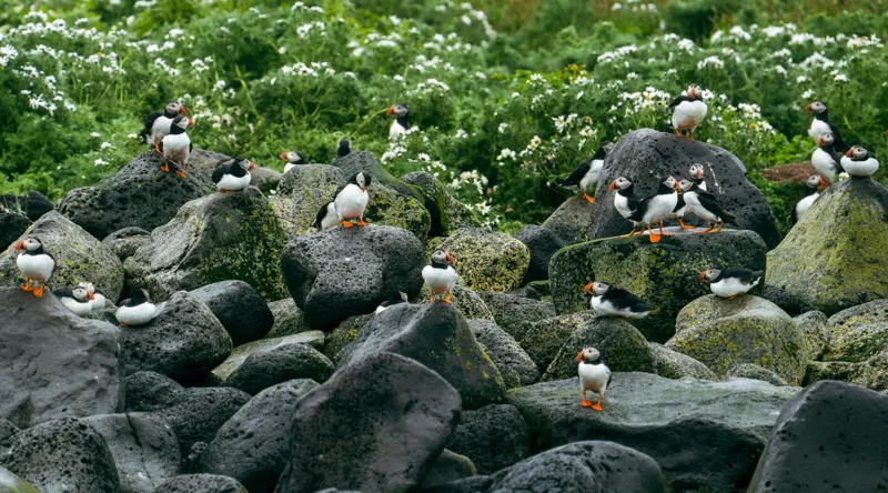 Tablou Canvas, "Colonie de puffini pe stânci verzi", Puffins, Stânci, Verdeață, Flori, Păsări, Ocean, Natură, Peisaj, Culoare, Viață., 90 x 50 cm – poza 2