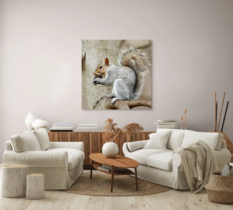 Tablou Canvas, "Veveriță mâncând o nucă pe creangă", Pufos, Drăgălaş, Veveriţă, Copac, Coada, Gri, Natură, Ramură, Blană, 100 x 100 cm – poza 3