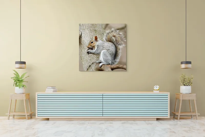 Tablou Canvas, "Veveriță mâncând o nucă pe creangă", Pufos, Drăgălaş, Veveriţă, Copac, Coada, Gri, Natură, Ramură, Blană, 100 x 100 cm – poza 5