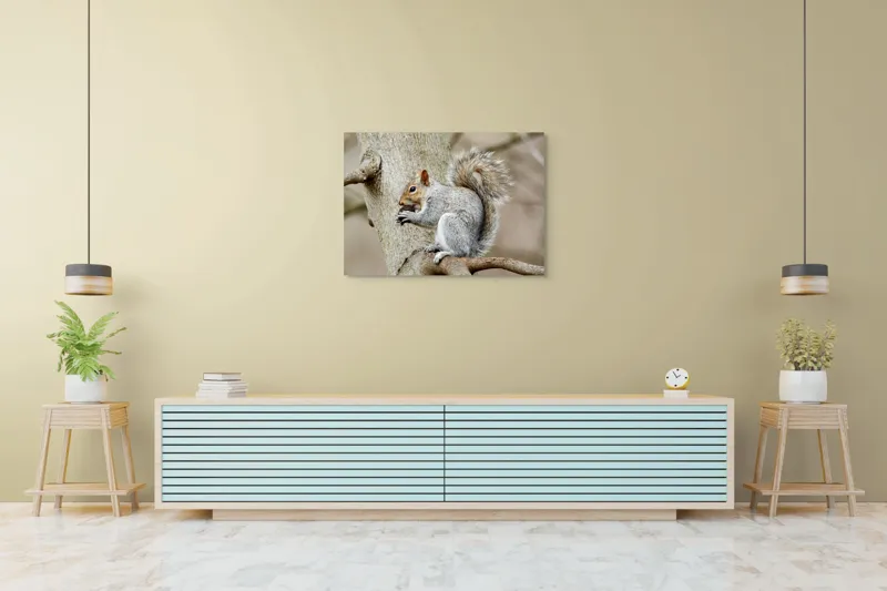Tablou Canvas, "Veveriță mâncând o nucă pe creangă", Pufos, Drăgălaş, Veveriţă, Copac, Coada, Gri, Natură, Ramură, Blană, 100 x 70 cm – poza 4