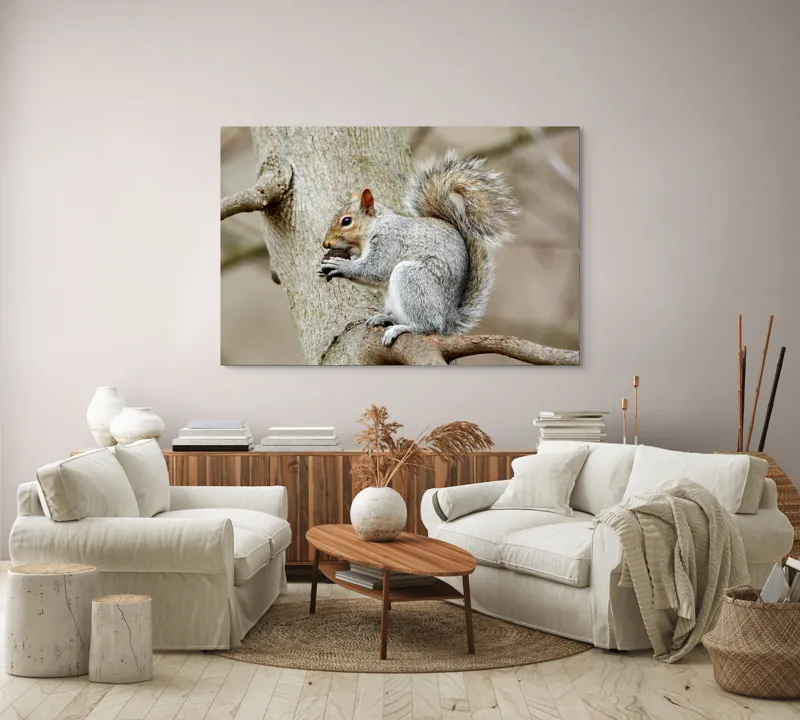 Tablou Canvas, "Veveriță mâncând o nucă pe creangă", Pufos, Drăgălaş, Veveriţă, Copac, Coada, Gri, Natură, Ramură, Blană, 150 x 100 cm – poza 3