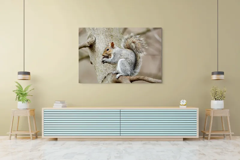 Tablou Canvas, "Veveriță mâncând o nucă pe creangă", Pufos, Drăgălaş, Veveriţă, Copac, Coada, Gri, Natură, Ramură, Blană, 150 x 100 cm – poza 6