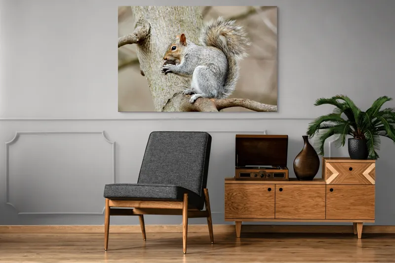 Tablou Canvas, "Veveriță mâncând o nucă pe creangă", Pufos, Drăgălaş, Veveriţă, Copac, Coada, Gri, Natură, Ramură, Blană, 150 x 100 cm – poza 8