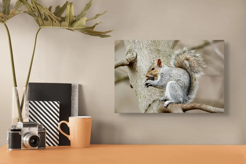 Tablou Canvas, "Veveriță mâncând o nucă pe creangă", Pufos, Drăgălaş, Veveriţă, Copac, Coada, Gri, Natură, Ramură, Blană, 39 x 26 cm – poza 3