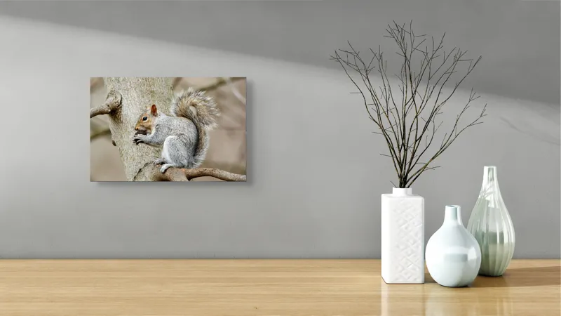 Tablou Canvas, "Veveriță mâncând o nucă pe creangă", Pufos, Drăgălaş, Veveriţă, Copac, Coada, Gri, Natură, Ramură, Blană, 39 x 26 cm – poza 8