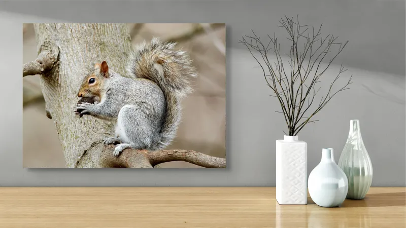 Tablou Canvas, "Veveriță mâncând o nucă pe creangă", Pufos, Drăgălaş, Veveriţă, Copac, Coada, Gri, Natură, Ramură, Blană, 70 x 50 cm – poza 3