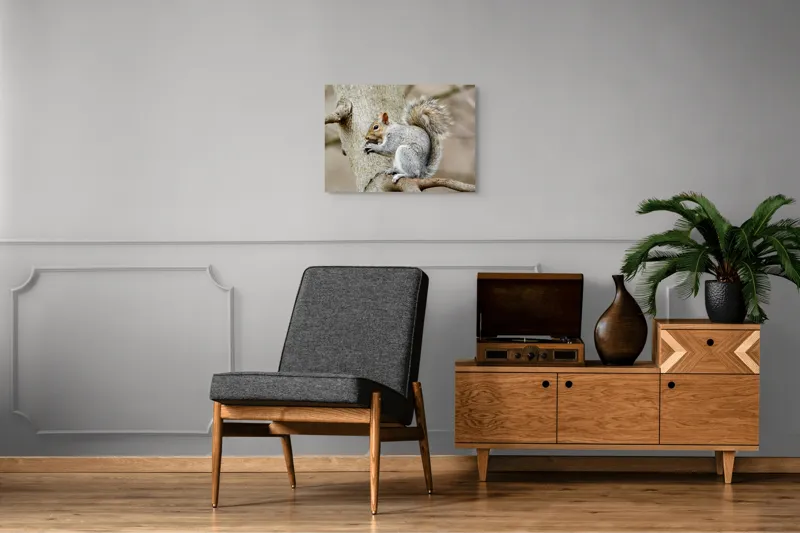 Tablou Canvas, "Veveriță mâncând o nucă pe creangă", Pufos, Drăgălaş, Veveriţă, Copac, Coada, Gri, Natură, Ramură, Blană, 70 x 50 cm – poza 4
