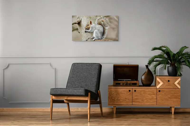 Tablou Canvas, "Veveriță mâncând o nucă pe creangă", Pufos, Drăgălaş, Veveriţă, Copac, Coada, Gri, Natură, Ramură, Blană, 90 x 50 cm – poza 6