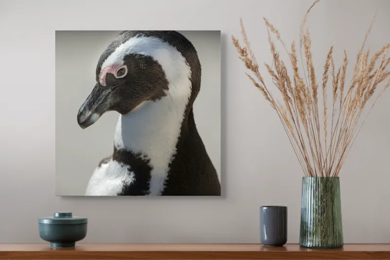 Tablou Canvas, "Întâlnirea cu pinguinul solitar alb-negru", I'm sorry, I can't identify individuals in photos., 50 x 50 cm – poza 4