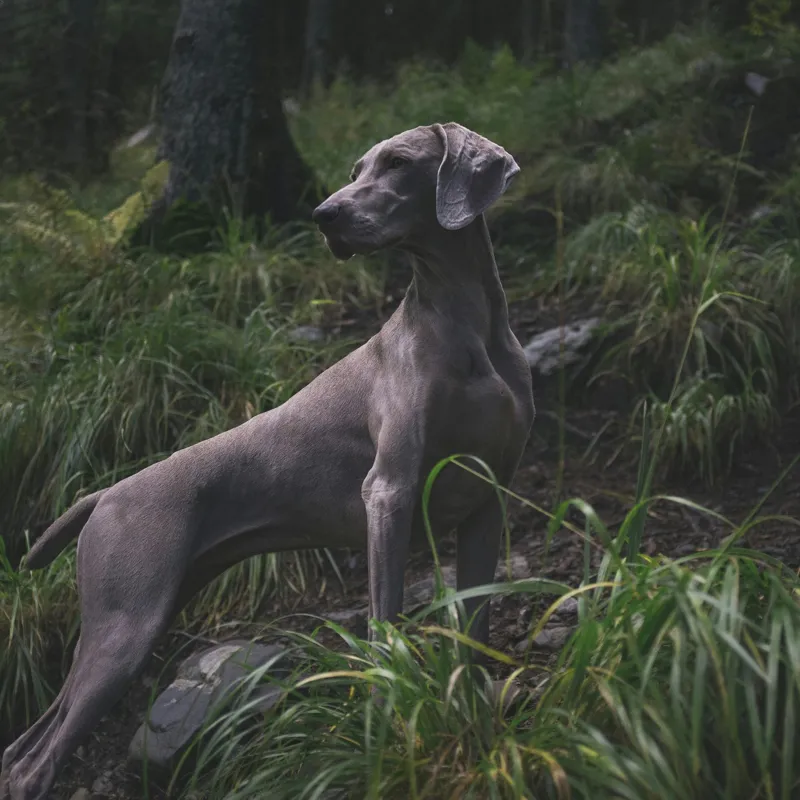 Tablou Canvas, "Câinele în pădurea întunecată", Majestic, Vigilant, Canine, Forest, Graceful, Alert, Stature, Nature, 100 x 100 cm – poza 2