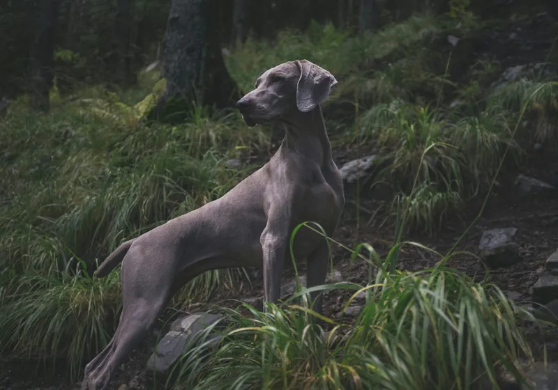 Tablou Canvas, "Câinele în pădurea întunecată", Majestic, Vigilant, Canine, Forest, Graceful, Alert, Stature, Nature, 100 x 70 cm – poza 2