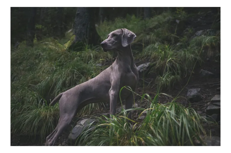 Tablou Canvas, "Câinele în pădurea întunecată", Majestic, Vigilant, Canine, Forest, Graceful, Alert, Stature, Nature, 54 x 39 cm