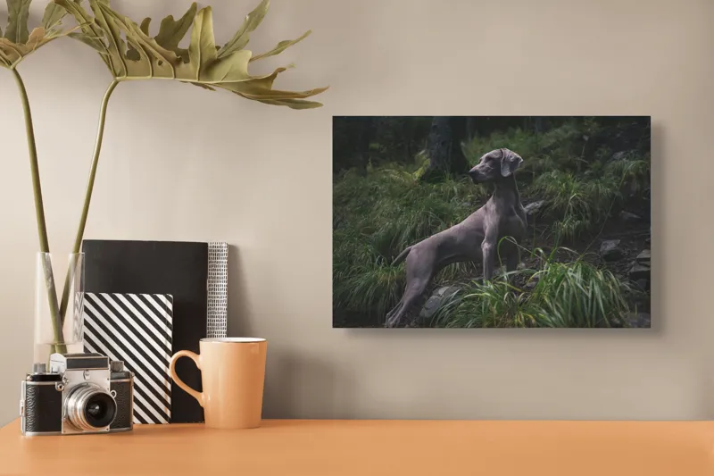 Tablou Canvas, "Câinele în pădurea întunecată", Majestic, Vigilant, Canine, Forest, Graceful, Alert, Stature, Nature, 39 x 26 cm – poza 3