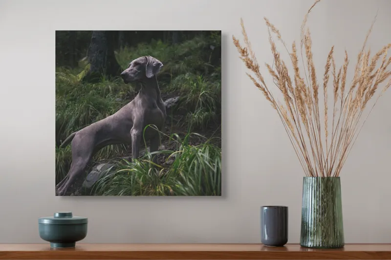 Tablou Canvas, "Câinele în pădurea întunecată", Majestic, Vigilant, Canine, Forest, Graceful, Alert, Stature, Nature, 50 x 50 cm – poza 4