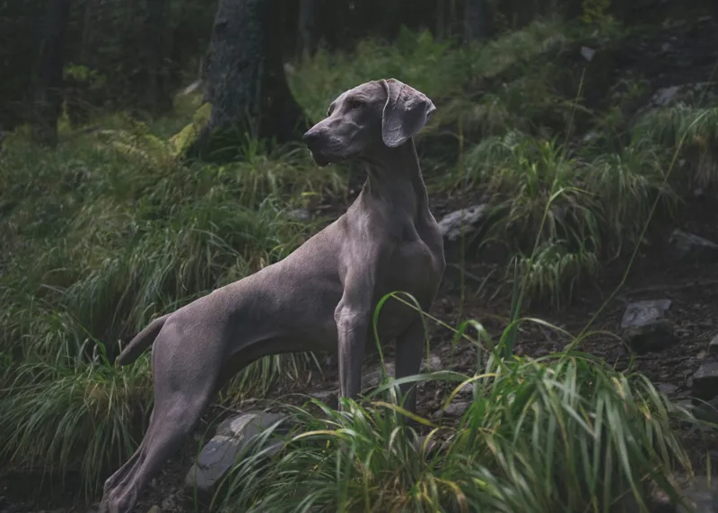 Tablou Canvas, "Câinele în pădurea întunecată", Majestic, Vigilant, Canine, Forest, Graceful, Alert, Stature, Nature, 70 x 50 cm – poza 2