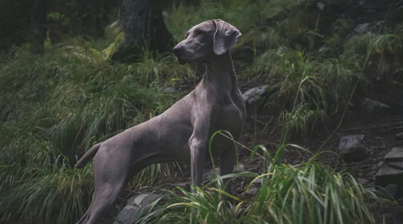 Tablou Canvas, "Câinele în pădurea întunecată", Majestic, Vigilant, Canine, Forest, Graceful, Alert, Stature, Nature, 90 x 50 cm – poza 2