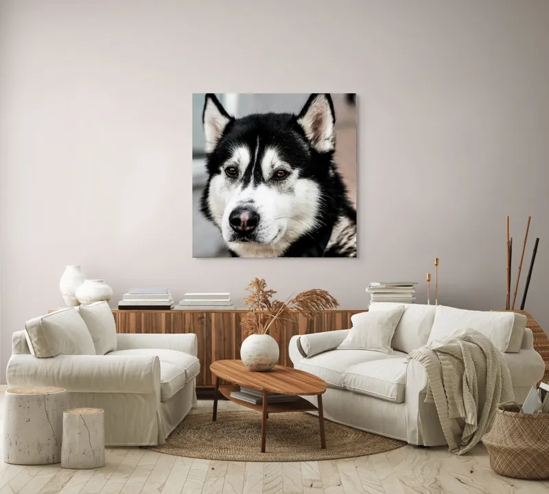 Tablou Canvas, "Husky atent privind în zare", Câine, Husky, Blană, Alb, Negru, Urechi, Curiozitate, Privire, Nas, Guler, 100 x 100 cm – poza 3