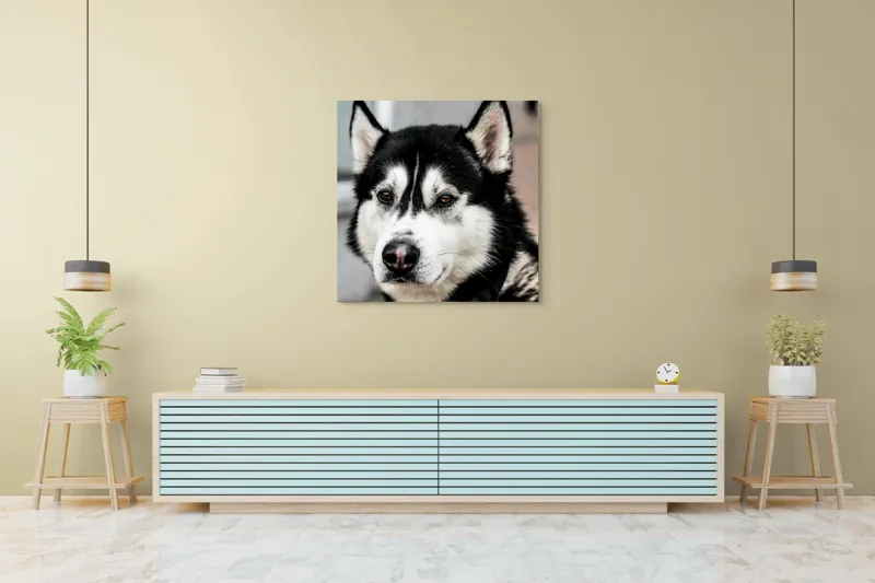 Tablou Canvas, "Husky atent privind în zare", Câine, Husky, Blană, Alb, Negru, Urechi, Curiozitate, Privire, Nas, Guler, 100 x 100 cm – poza 5