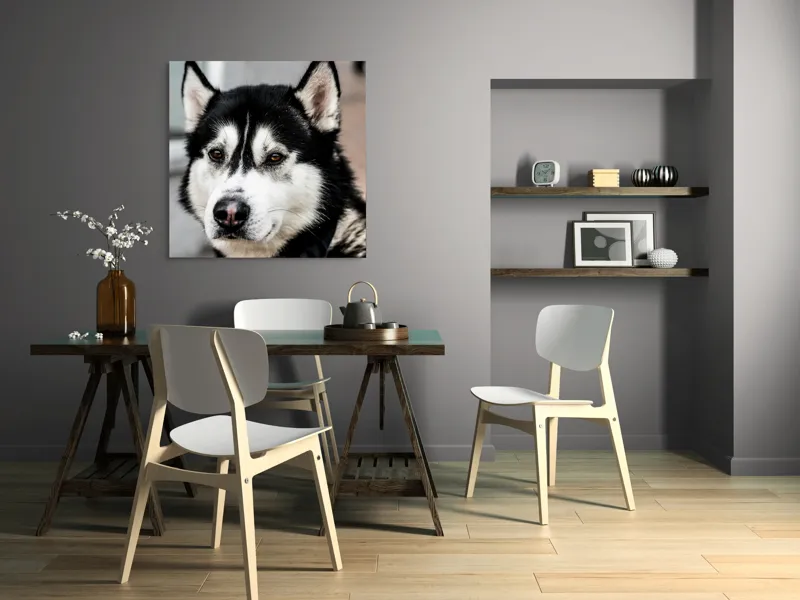 Tablou Canvas, "Husky atent privind în zare", Câine, Husky, Blană, Alb, Negru, Urechi, Curiozitate, Privire, Nas, Guler, 100 x 100 cm – poza 6