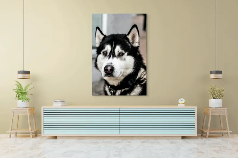 Tablou Canvas, "Husky atent privind în zare", Câine, Husky, Blană, Alb, Negru, Urechi, Curiozitate, Privire, Nas, Guler, 100 x 150 cm – poza 4