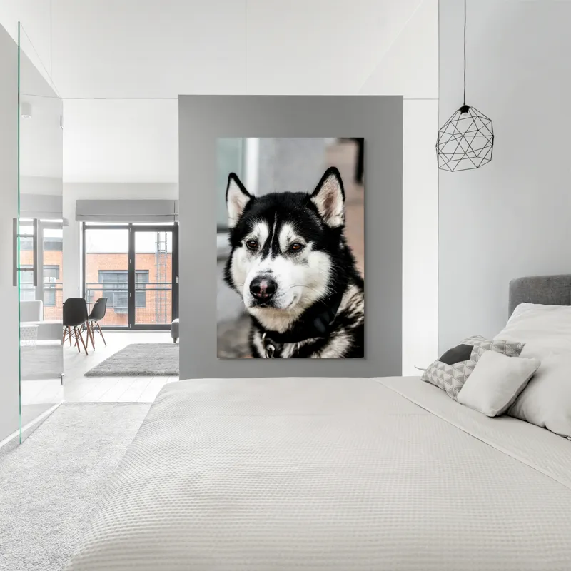 Tablou Canvas, "Husky atent privind în zare", Câine, Husky, Blană, Alb, Negru, Urechi, Curiozitate, Privire, Nas, Guler, 100 x 150 cm – poza 5