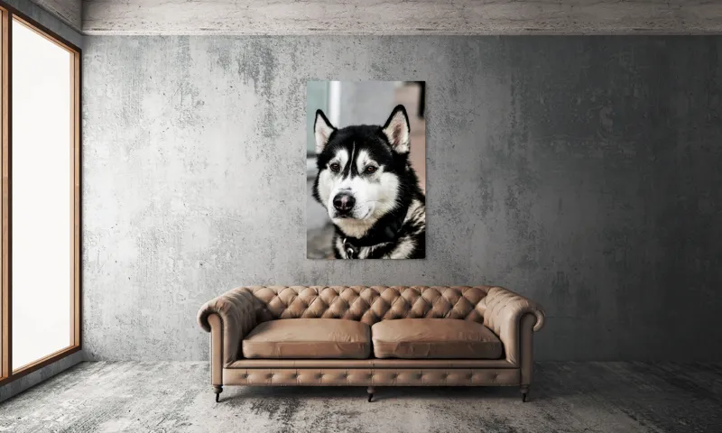 Tablou Canvas, "Husky atent privind în zare", Câine, Husky, Blană, Alb, Negru, Urechi, Curiozitate, Privire, Nas, Guler, 100 x 150 cm – poza 6