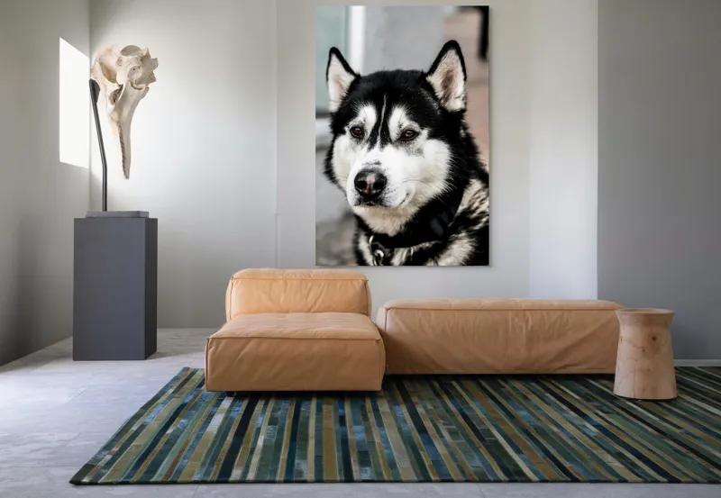 Tablou Canvas, "Husky atent privind în zare", Câine, Husky, Blană, Alb, Negru, Urechi, Curiozitate, Privire, Nas, Guler, 100 x 150 cm – poza 7