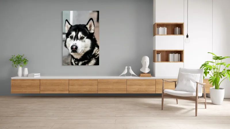 Tablou Canvas, "Husky atent privind în zare", Câine, Husky, Blană, Alb, Negru, Urechi, Curiozitate, Privire, Nas, Guler, 100 x 150 cm – poza 8