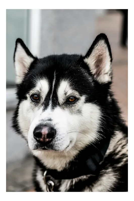 Tablou Canvas, "Husky atent privind în zare", Câine, Husky, Blană, Alb, Negru, Urechi, Curiozitate, Privire, Nas, Guler, 39 x 54 cm