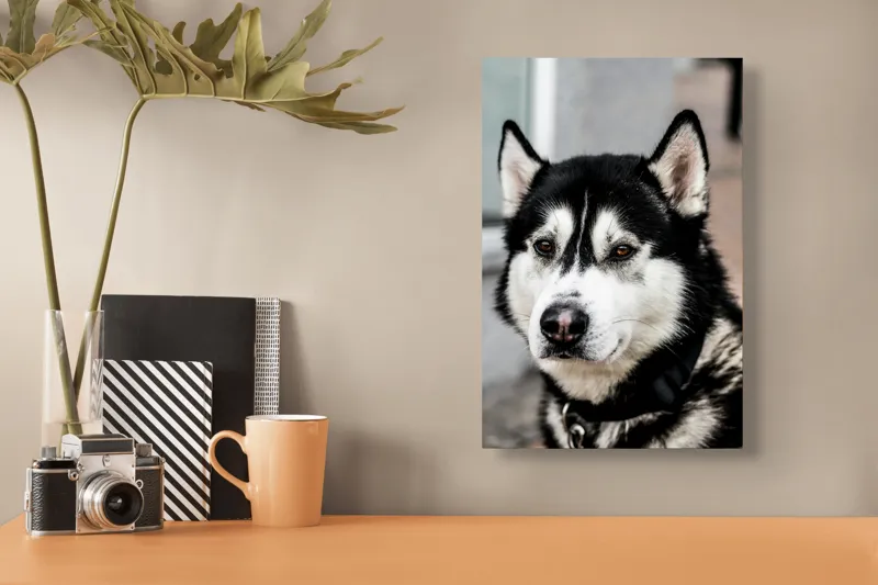 Tablou Canvas, "Husky atent privind în zare", Câine, Husky, Blană, Alb, Negru, Urechi, Curiozitate, Privire, Nas, Guler, 26 x 39 cm – poza 3