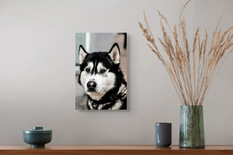 Tablou Canvas, "Husky atent privind în zare", Câine, Husky, Blană, Alb, Negru, Urechi, Curiozitate, Privire, Nas, Guler, 26 x 39 cm – poza 5