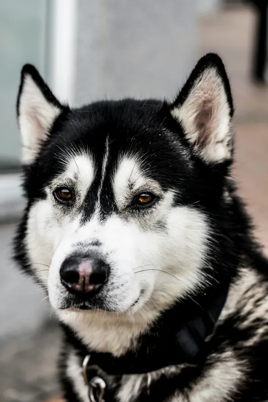 Tablou Canvas, "Husky atent privind în zare", Câine, Husky, Blană, Alb, Negru, Urechi, Curiozitate, Privire, Nas, Guler, 26 x 39 cm – poza 2