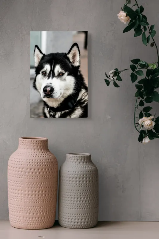 Tablou Canvas, "Husky atent privind în zare", Câine, Husky, Blană, Alb, Negru, Urechi, Curiozitate, Privire, Nas, Guler, 26 x 39 cm – poza 6